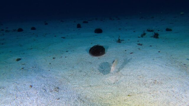 Underwater scene - Pearly razorfish burying itself on the seabed. 