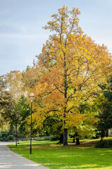 Fototapeta premium Autumn trees in one of the parks in the city of Novi Sad - Serbia.