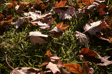 autumn leaves on the ground