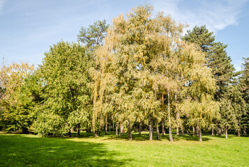 Fototapeta na wymiar City park in Novi Sad in the autumn period of the year. Autumn landscape with sunny trees in the city park