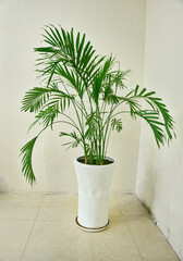 In the corner of a room, green potted plants, palm plant, fresh air