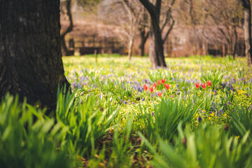 Beautiful bright summer spring landscape. Flowering meadow with green grass and tree trunk