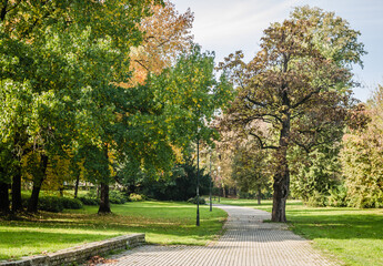 Autumn trees in one of the parks in the city of Novi Sad - Serbia.