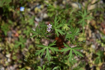 Carolina cranesbill flowers. Geraniaceae weed.