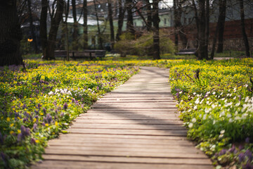 Fototapeta na wymiar Wooden path in a green spring park, a place for walks