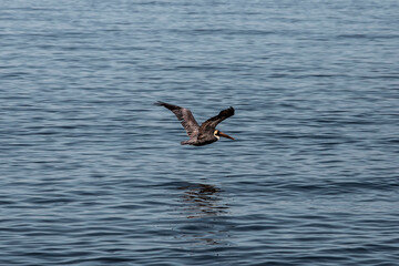 Vuelo de pelícano sobre el mar