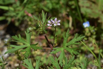 Carolina cranesbill flowers. Geraniaceae weed.
