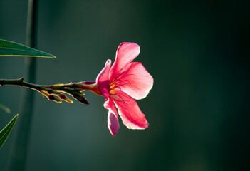 Beautiful Pink flower
