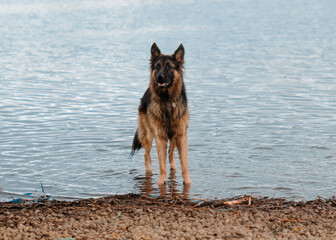 German shepherd on the lake shore on a cloudy day