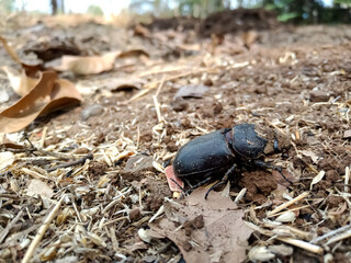stag beetle on the ground