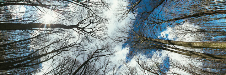 spring forest trees. nature green wood sunlight backgrounds.