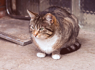 Street tabby cat sits near the house
