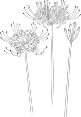彼岸花　線画