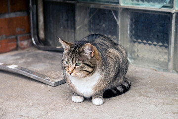 Street tabby cat sits near the house
