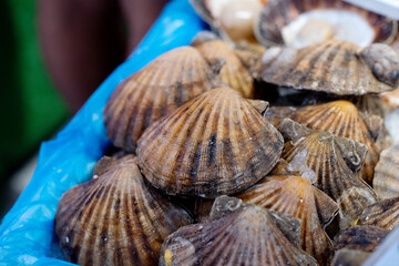 seashells on the stall in the market 