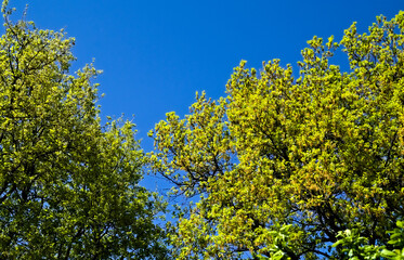 Fototapeta premium La natura in primavera nelle Marche