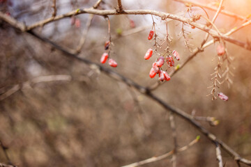 Blurred background autumn with sunlight