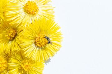 Yellow flower on a white paper background. Blooming Tussilago.