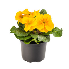 Yellow primrose or primula vulgaris