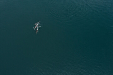 Delfines en libertad