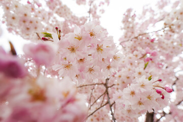 枝垂桜の花のアップ