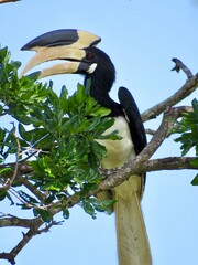 toucan on a branch © Tessa