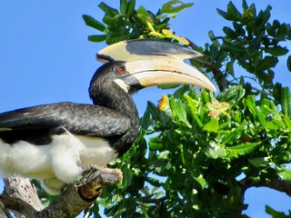 yellow billed hornbill