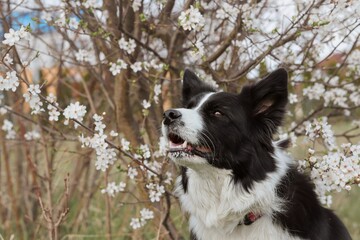 Adorable Border Collie near Prunus Spinosa during Spring. Cute Black and White Dog with White Flowering Tree.