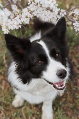 Top-Down Border Collie Smiles next to White Flowering Tree during Spring. Happy Black and White Dog during Springtime.