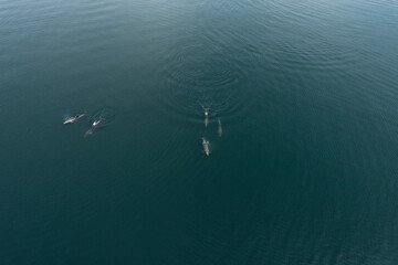 Delfines en libertad