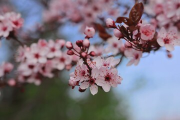 Close-up of Cherry Plum Blossom with Blue Sky. Blooming Prunus Cerasifera during Spring.