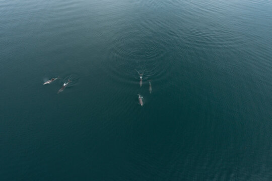 Delfines en libertad © DAVID