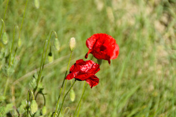 Obraz premium Fiori nel giardino e nel campo in primavera