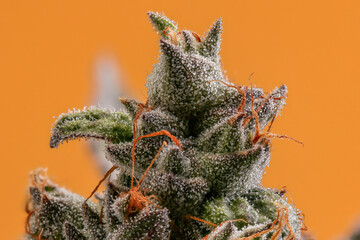 Close of Juicy Trichomes on this beautiful Cannabis Cola with an orange background. 