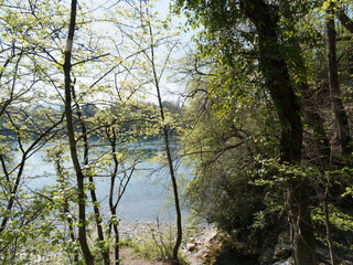 Au fil de l'eau. Le Rhin et la riche nature de ses berges entre la ville industrielle de Rheinfelden (Baden) en Allemagne et ville thermale de Rheinfelden (Argovie) en Suisse