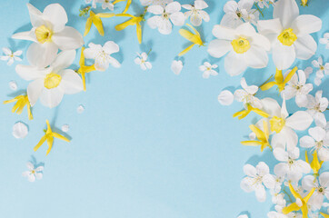 Fototapeta na wymiar daffodils and cherry flowers on blue background background