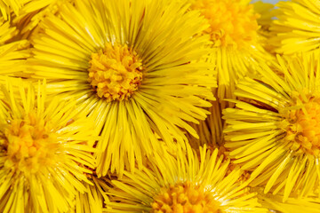 Yellow flower on a white paper background. Blooming Tussilago.