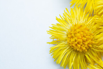 Yellow flower on a white paper background. Blooming Tussilago.