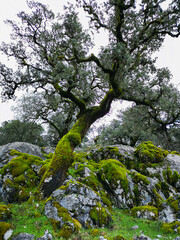 arbol verde
