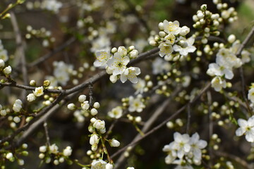 blooming cherry plum tree in a spring day