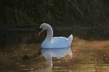 Lonely white swan floating on the river