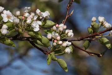 Flowers of the fruit trees on a spring day