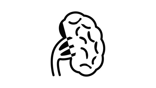 Human spleen icon animation outline best object on white background