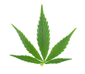 Cannabis leaf isolated on white background. Hemp leaf close up. Marijuana green leaf.