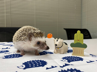 hedgehog