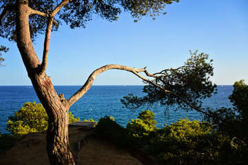 Sea view through the pine forest