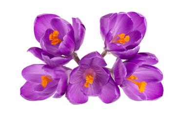 Crocus flowers isolated on white background. Close up of saffron flower. Top view.