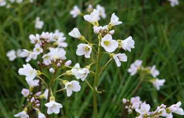 Wildflowers in springtime boekweit