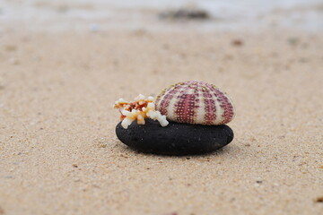 shell on the beach