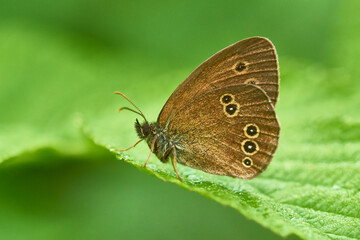 Brauner Waldvogel (Aphantopus hyperantus)